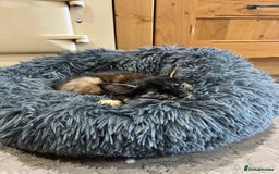 Mixed Breed cats for sale: Beautiful tortoiseshell/calico kitten - Image 2