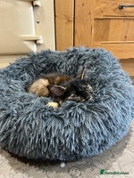 Mixed Breed cats - Advert 3