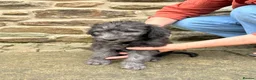 Bedlington Terrier dogs for sale: Bedlington puppies in Burnley - Advert 5