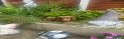 Miniature Dachshund dogs for sale: Miniature Dachshund   in Otley - Advert 2