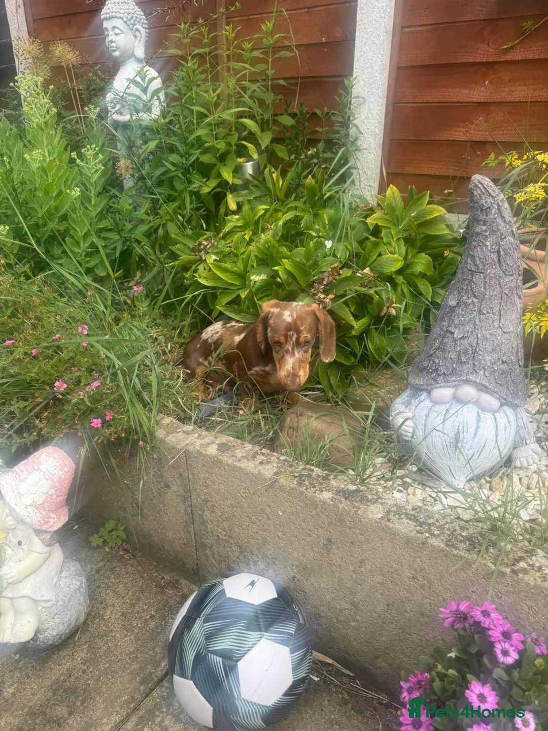 Miniature Dachshund dogs for sale: Miniature Dachshund   in Otley - Advert 2