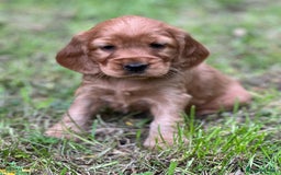 Cocker Spaniel dogs for stud: 100% SHOW TYPE, KC REGISTERED, 100% SUCCESS RATE in Crewe - Image 14