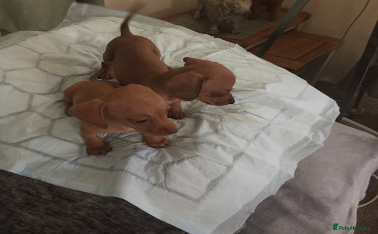 Dachshund dogs - Advert 8