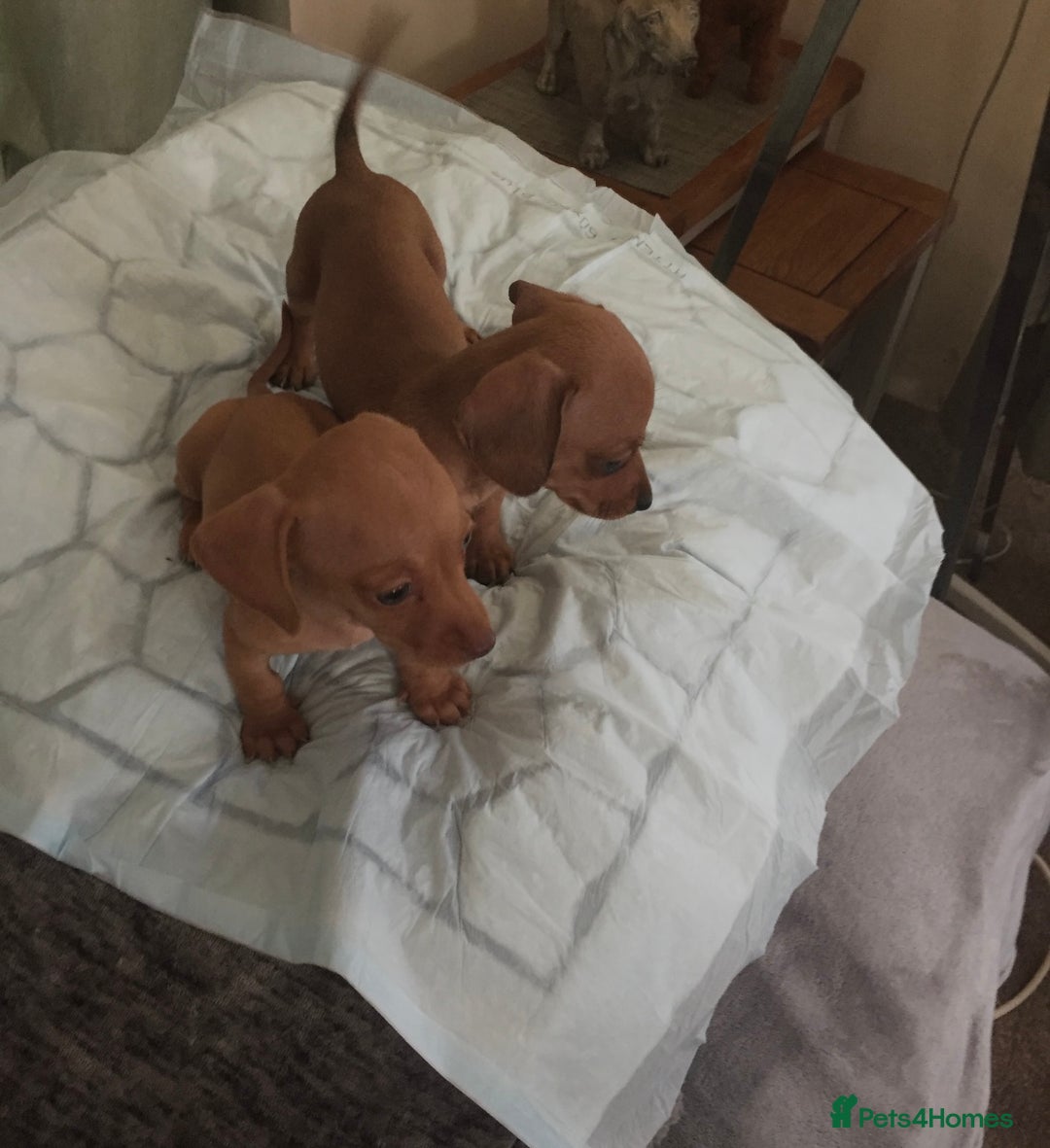 Dachshund dogs for sale: Dachshund puppies  - Image 1