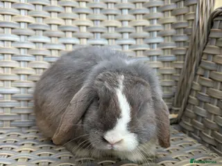 Mini Lop rabbits 11 month old mini lop buck. - Advert 2