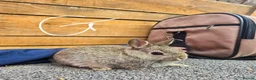 Mixed Breed rabbits for sale: Mixed breed rabbits  in Middlesbrough - Advert 8