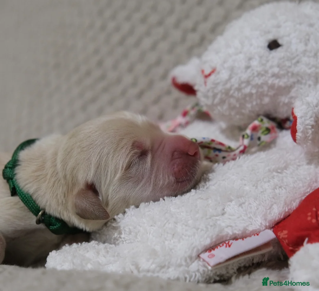 Golden Retriever dogs for sale: Beautiful Golden retriever pups - Advert 13