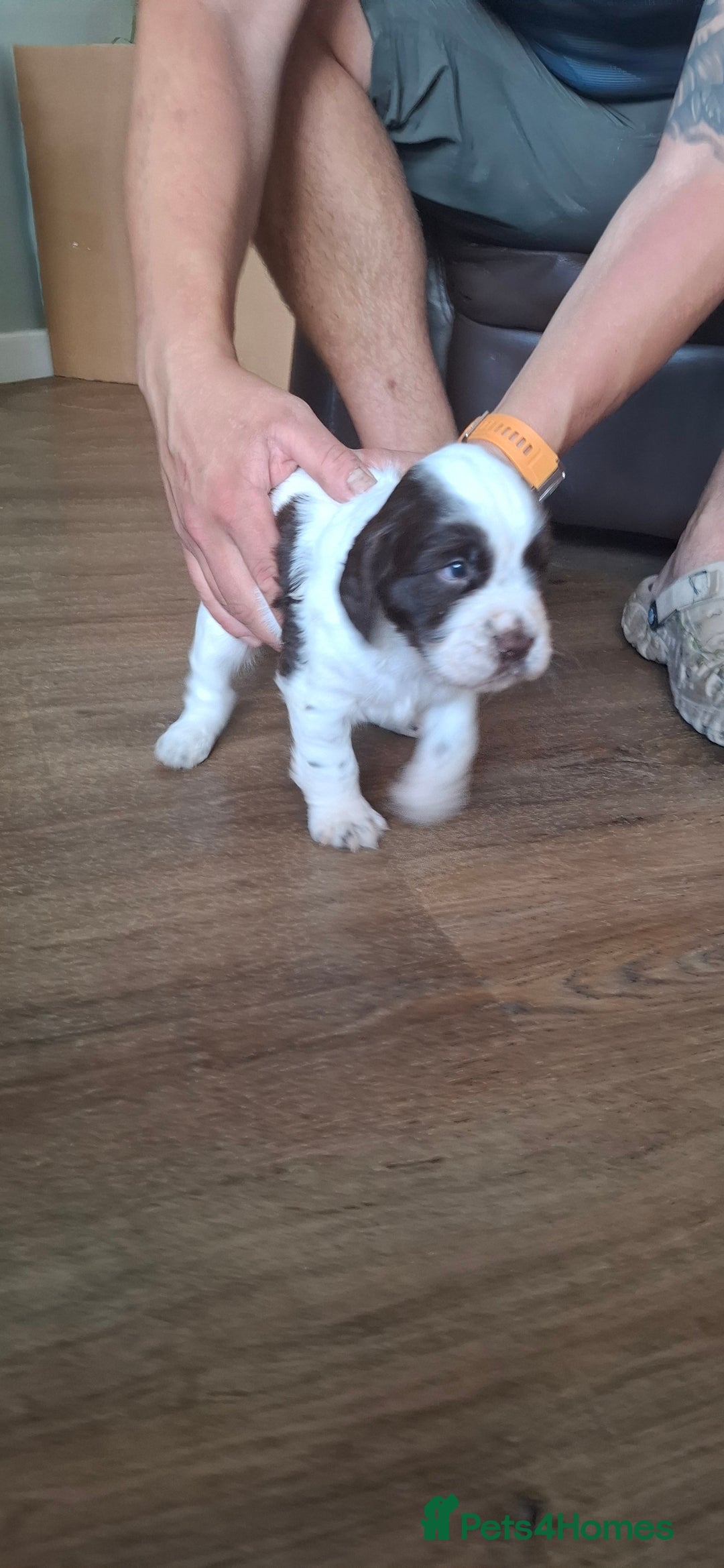 Sprocker dogs for sale: Sprocker puppies  - Image 9