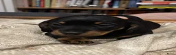 Miniature Dachshund dogs for sale: ADORABLE Miniature Dachshund KC Pups  - Advert 12