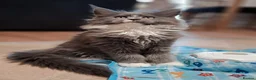 Maine Coon cats for sale: Pure Maine Coon Kittens - Denis & Doris in Huddersfield - Advert 3