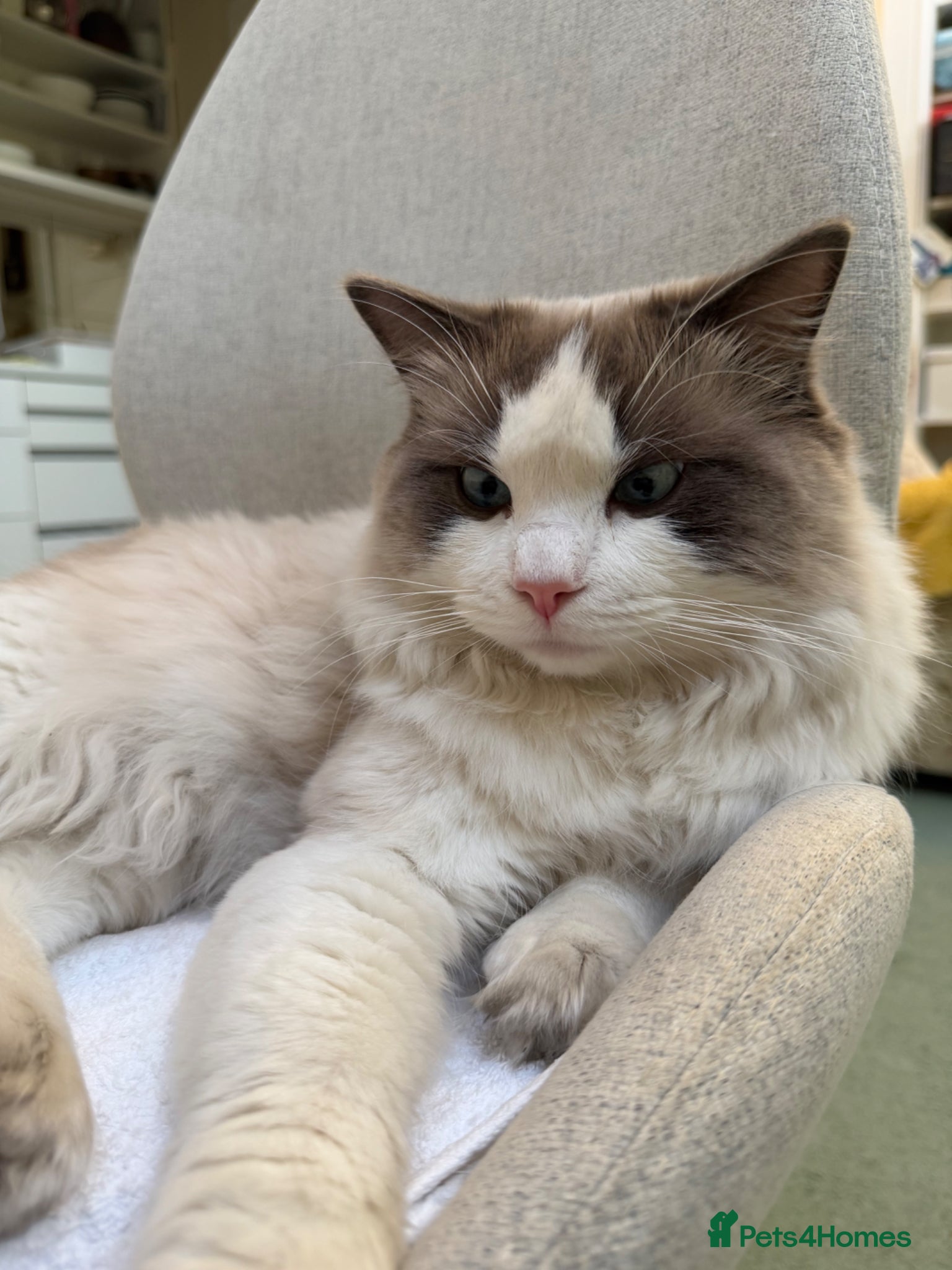 Ragdoll cats Friendly 1 yr old Ragdoll for sale - Advert 1