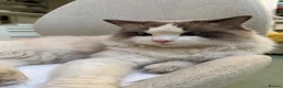 Ragdoll cats for sale: Friendly 1 yr old Ragdoll for sale in Oxford - Advert 1