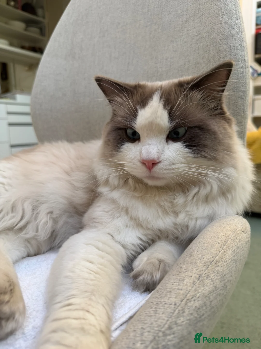 Ragdoll cats for sale: Friendly 1 yr old Ragdoll for sale in Oxford - Advert 1