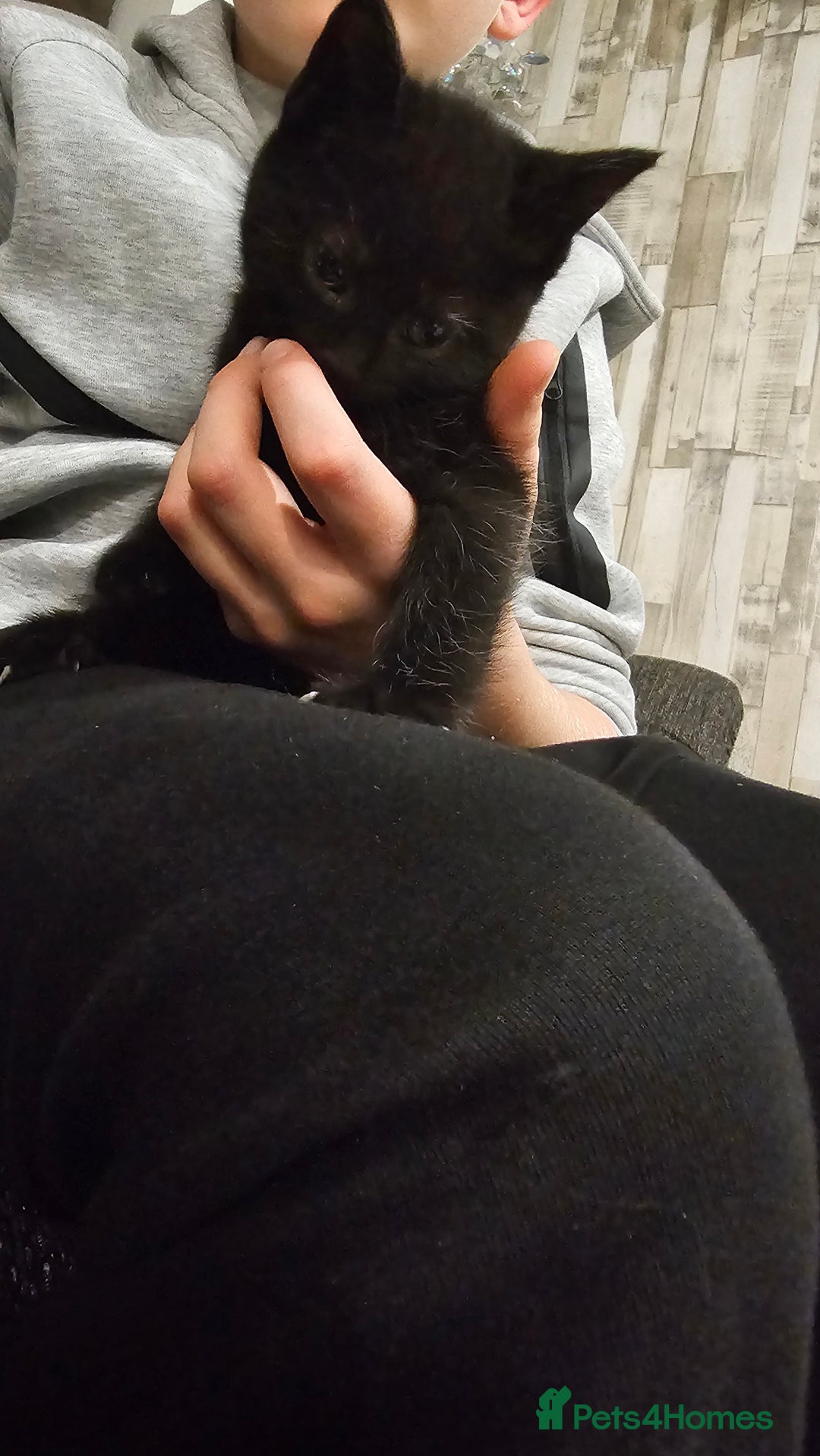 Mixed Breed cats for sale: Last Boy 🐈‍⬛ - Advert 3