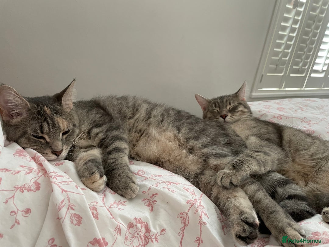 Mixed Breed cats for sale: Adorable female cats Looking for a Forever Home ! - Advert 4
