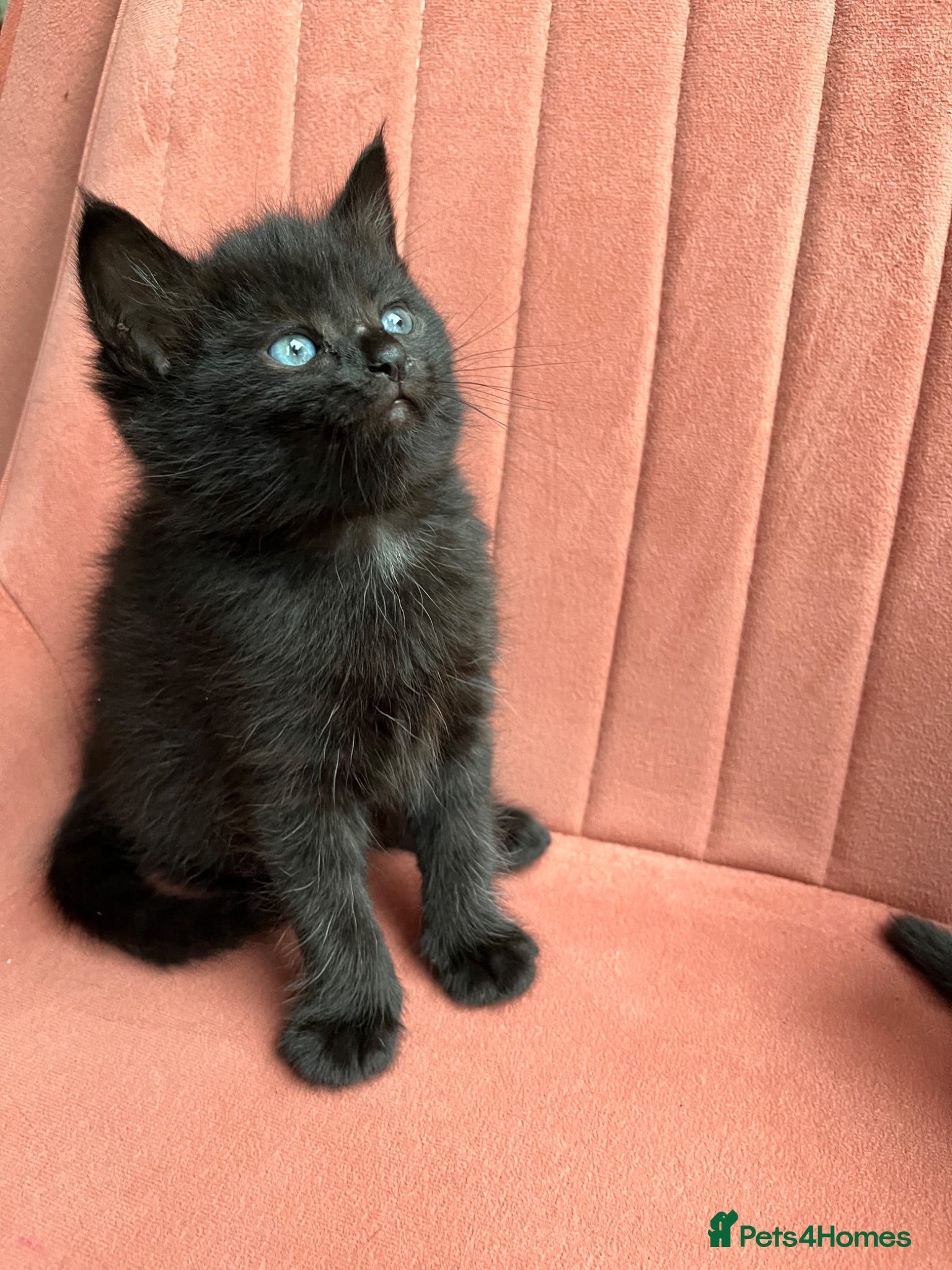 American Wirehair cats American wirehair/Long hair kittens for sale  - Advert 2