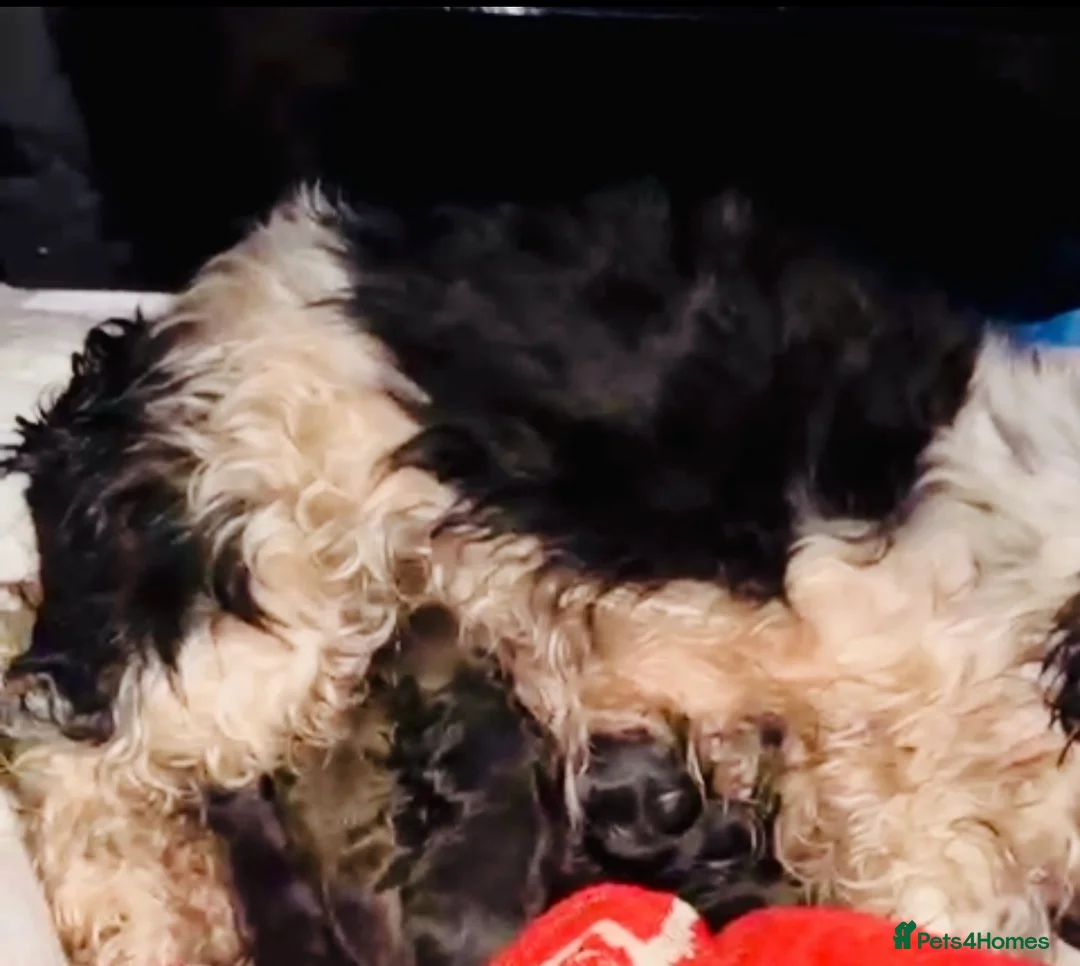 Shihpoo dogs for sale: Toy ShiPoo puppies,Very rare colours in Manchester - Advert 2