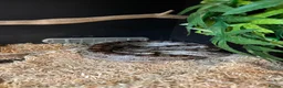 Corn Snake reptiles for sale: Corn snake and enclosure for sale in Highbridge - Advert 1