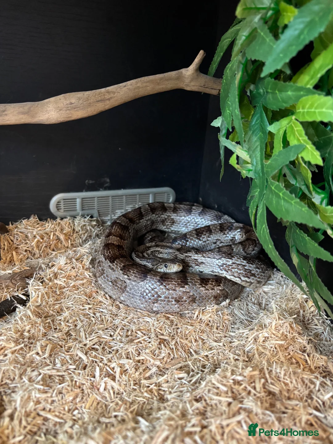 Corn Snake reptiles for sale: Corn snake and enclosure for sale in Highbridge - Advert 1