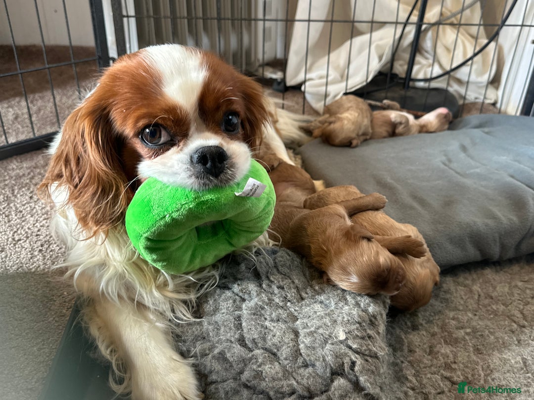 Cavapoo dogs for sale: 🐶 Beautiful Red Cavapoo Puppies – Ready November  - Image 2