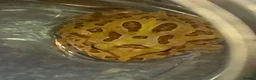 Frog reptiles for sale: Pac-Man Frogs cb26  - Advert 3