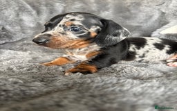 Miniature Dachshund dogs for sale: Stunning mini smooth dachshund pups  - Image 9