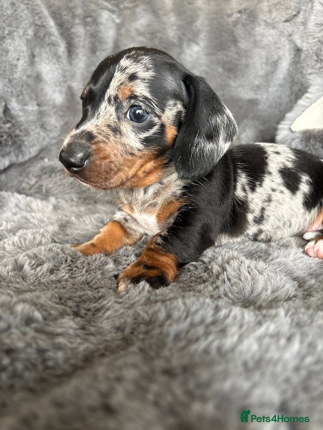 Miniature Dachshund dogs for sale: Stunning mini smooth dachshund pups  - Image 9