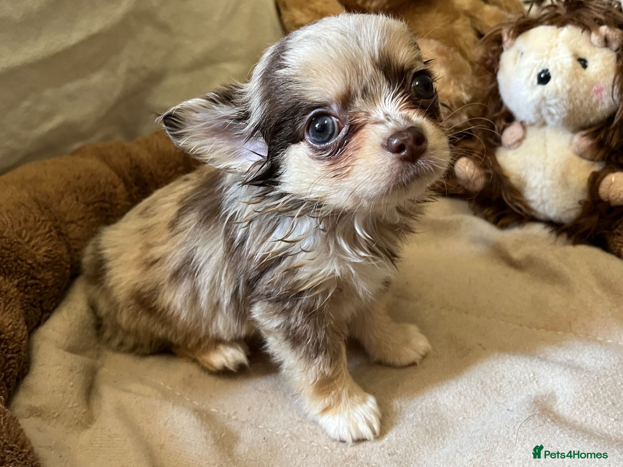 Chihuahua dogs Chihuahua puppies with blue and green eyes 2 m & 2 - Advert 1