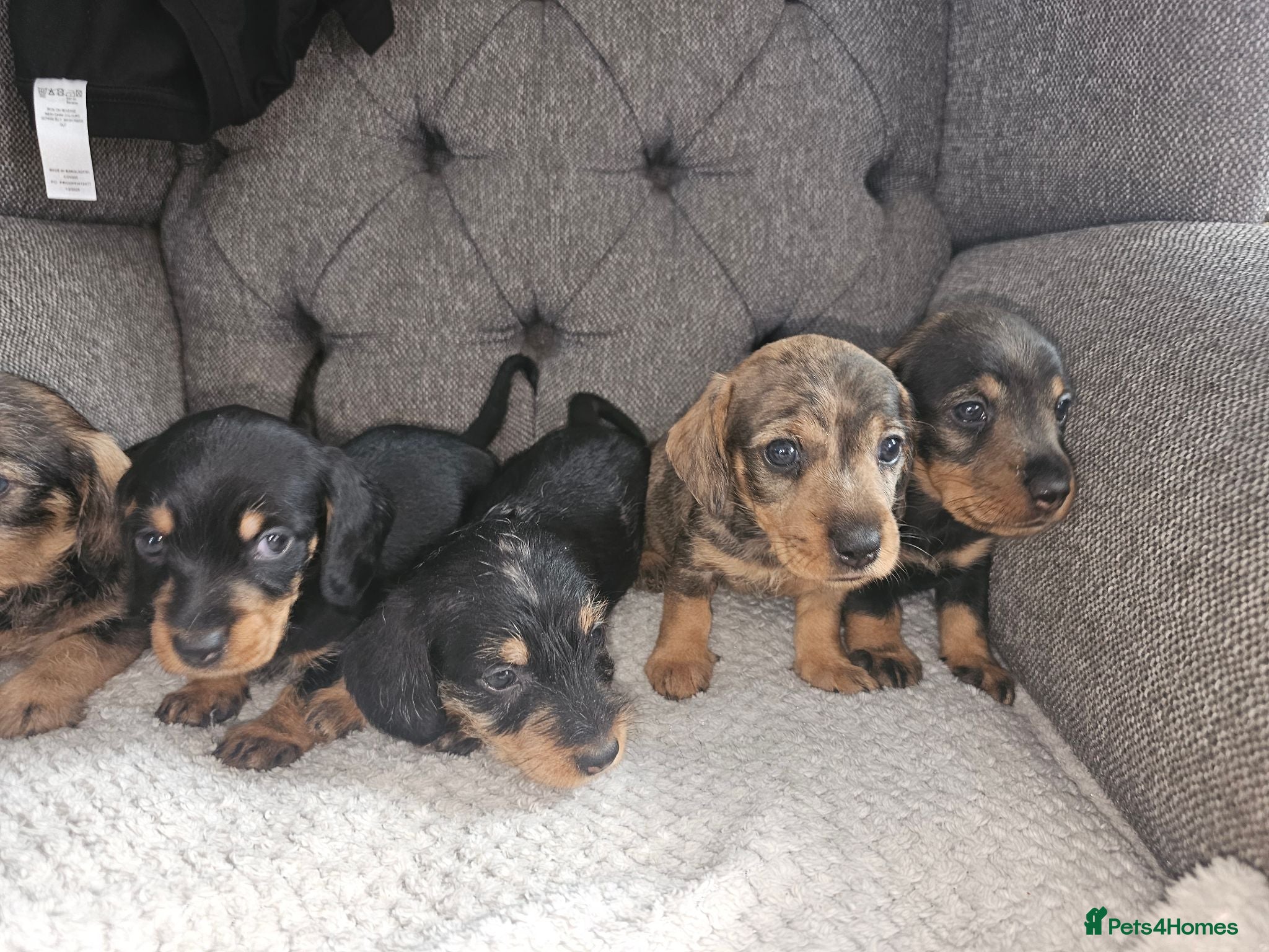 Dachshund dogs Wirehaired daschund pups - Advert 1