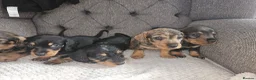 Dachshund dogs for sale: Wirehaired daschund pups - Advert 1