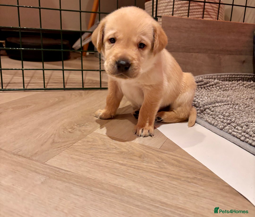 Labrador Retriever dogs for sale: Extensively health tested Labrador puppies - Image 4