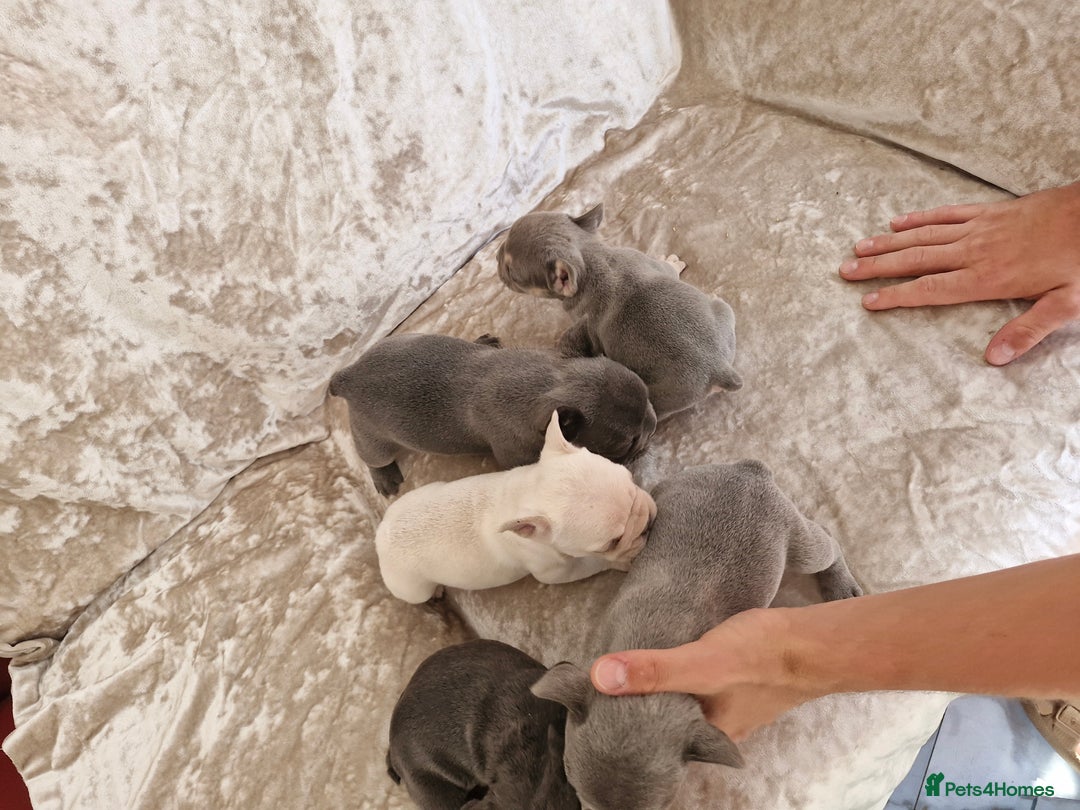 French Bulldog dogs for sale: French Bulldog Puppies  - Image 34