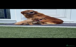Golden Retriever dogs for sale: Golden Retriever Puppys - Image 3