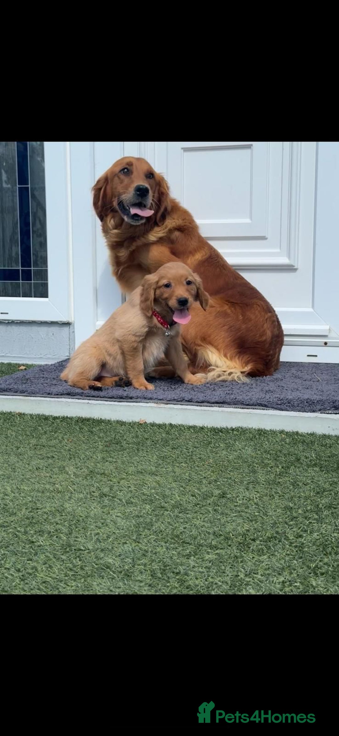 Golden Retriever dogs for sale: Golden Retriever Puppys - Image 3