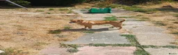 Mixed Breed dogs for adoption: Ruby the sweet rescued girl - Advert 2
