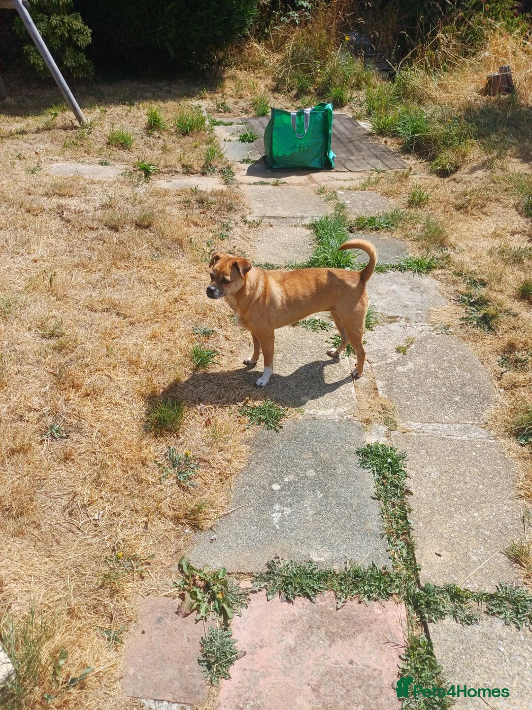 Mixed Breed dogs for adoption: Ruby the sweet rescued girl - Advert 2