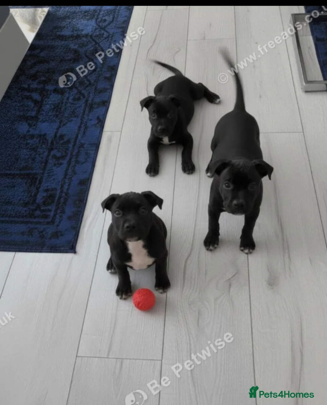 Staffordshire Bull Terrier dogs for sale: Staff puppies for sale  - Advert 5