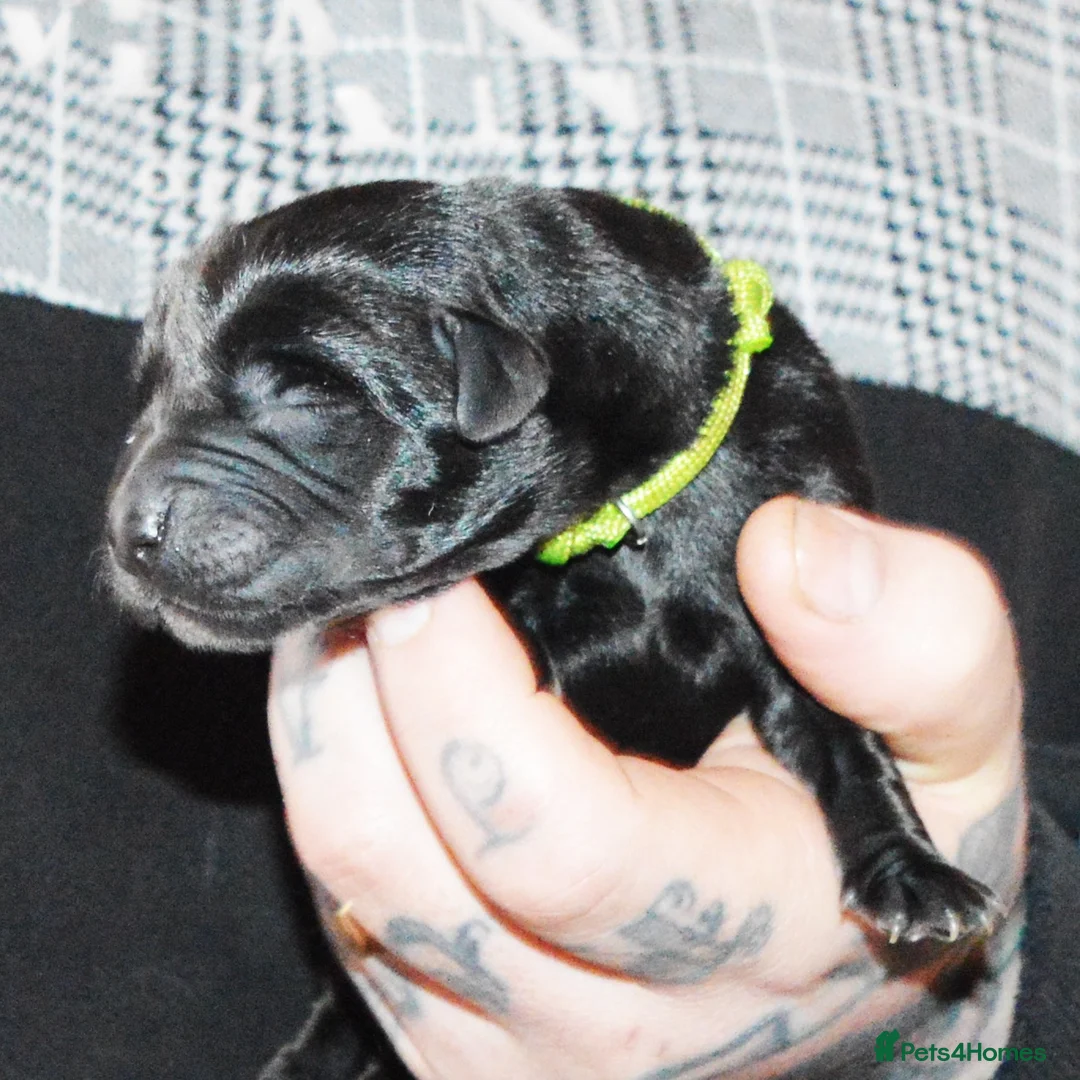 Labrador Retriever dogs for sale: FULLY HEALTH TESTED KC STUNNING CHUNKY LABRADORS  - Advert 16