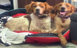Brittany Spaniel dogs for sale: Brittany pups - Image 5
