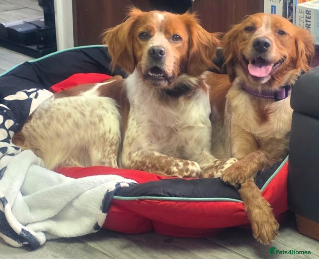 Brittany Spaniel dogs for sale: Brittany pups - Image 5