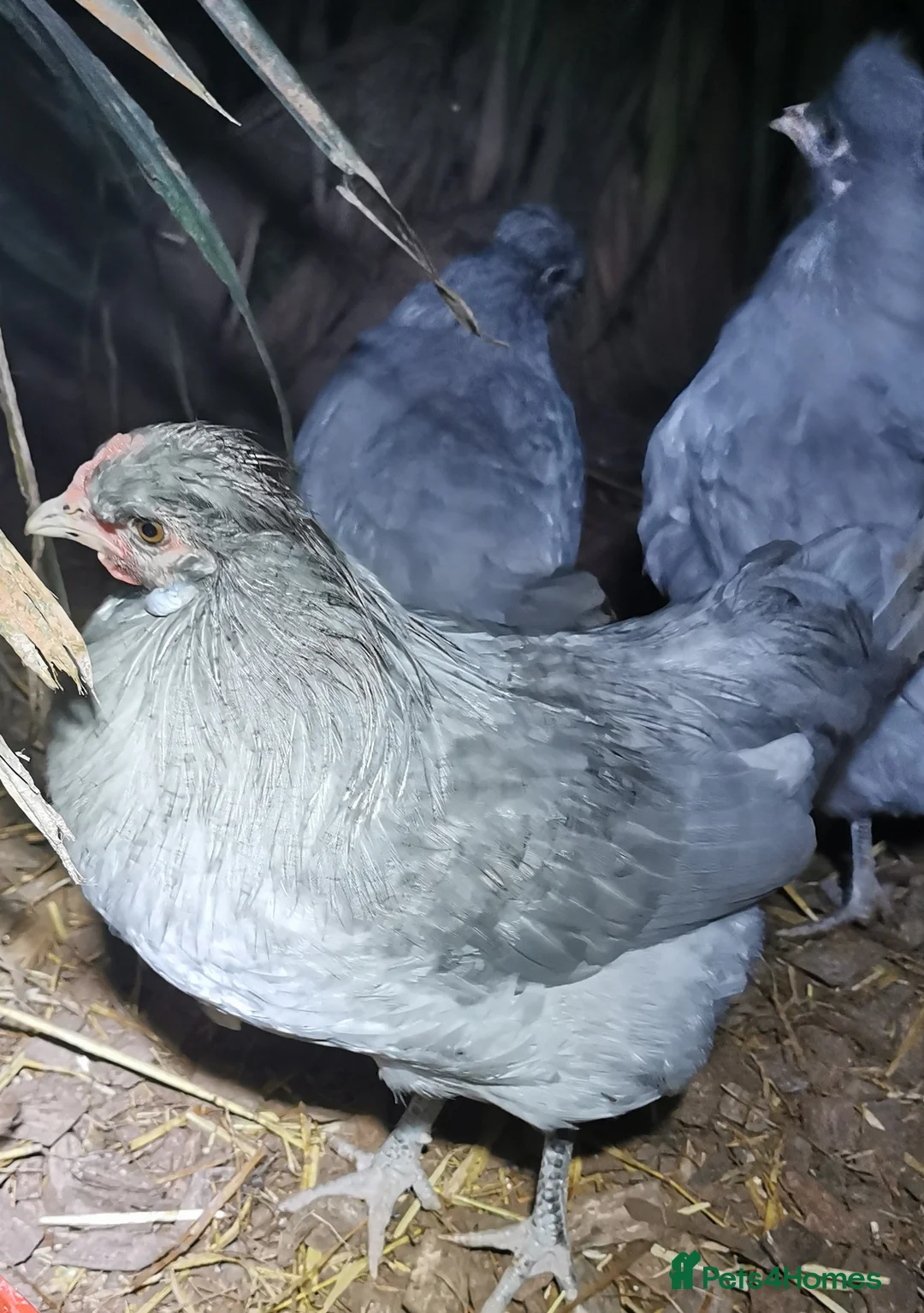 Chickens poultry for sale: Araucana Cockerel  - Advert 1