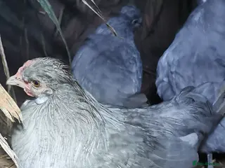 Chickens poultry Araucana Cockerel - Advert 1