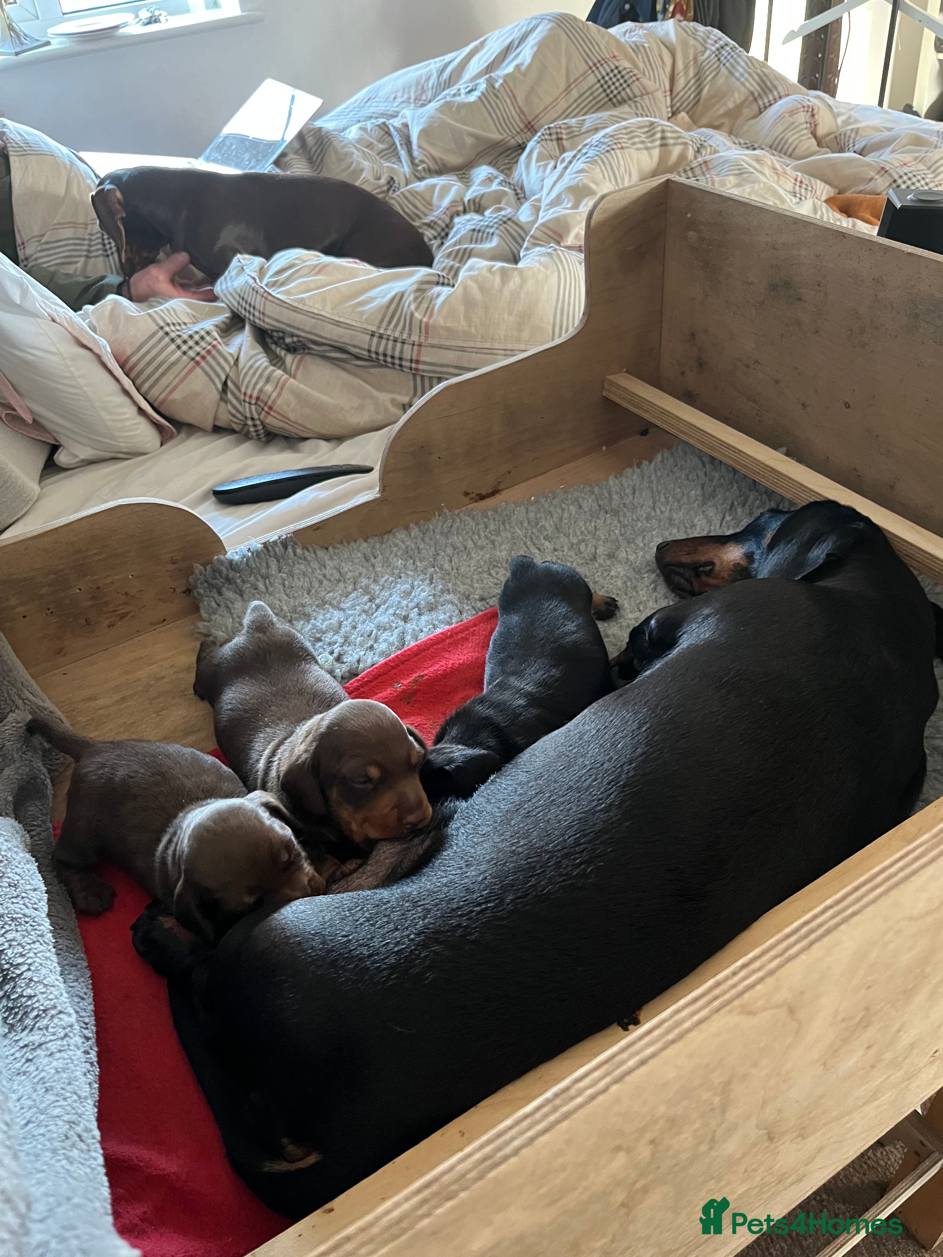 Miniature Dachshund dogs Beautiful KC miniature dachshund puppies - Advert 1