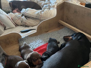 Miniature Dachshund dogs Beautiful KC miniature dachshund puppies - Advert 1