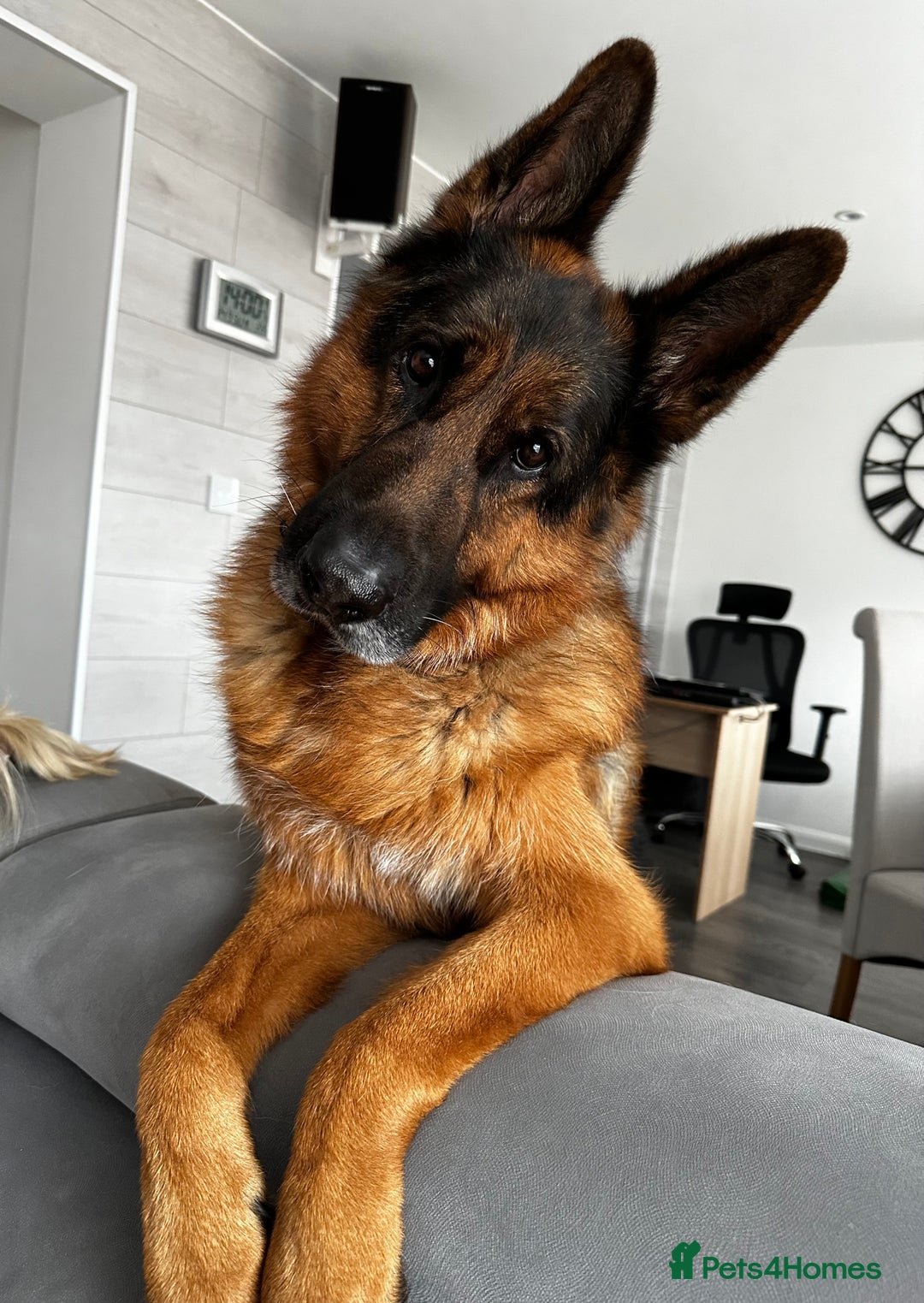 German Shepherd dogs for sale: German Shepherd - Advert 3