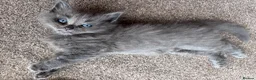 Mixed Breed cats for sale: Beautiful fluffy kittens - Advert 6