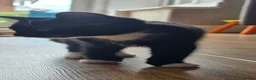 Mixed Breed cats for sale: A little cat is looking for a home  - Advert 4