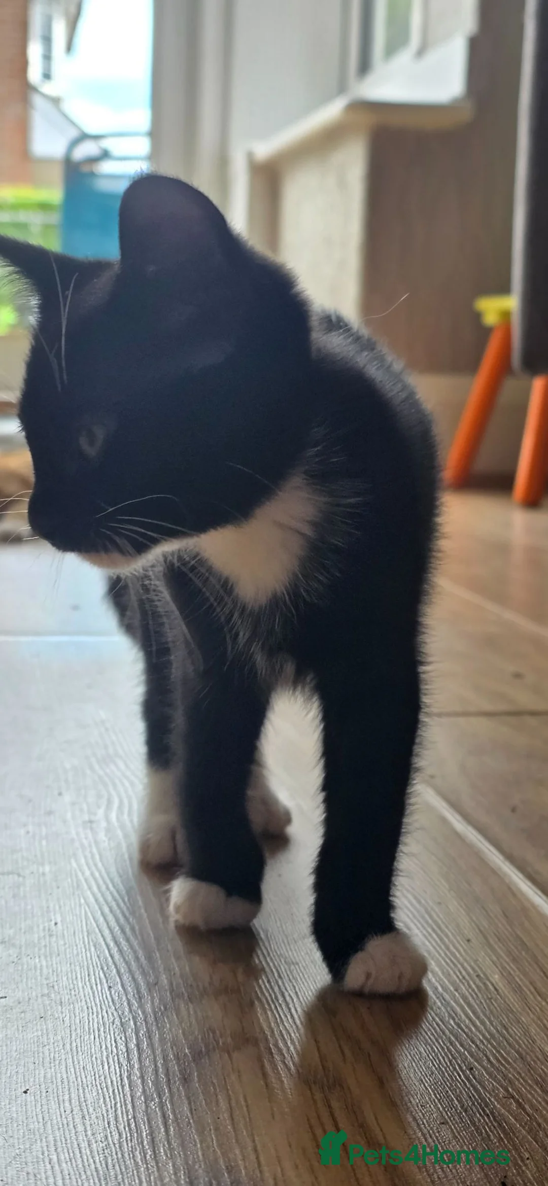 Mixed Breed cats for sale: A little cat is looking for a home  - Advert 4