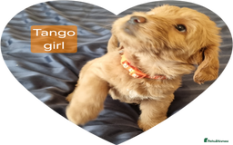 Labradoodle dogs for sale: Outstanding beautiful labradoodles F3b puppies - Image 5