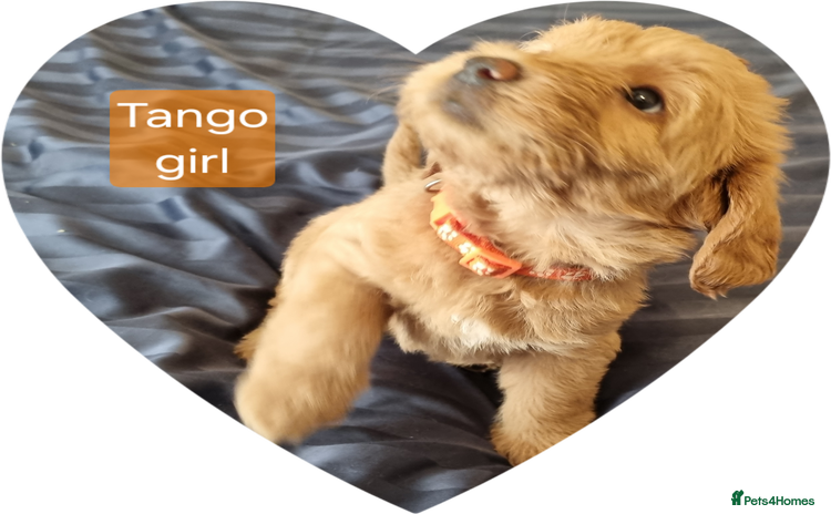 Labradoodle dogs - Advert 3